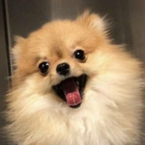 Meet your Posher, Arin